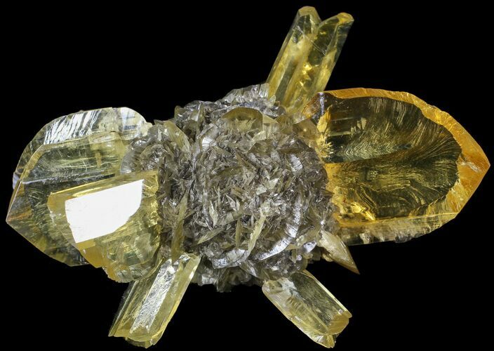 Twinned Selenite Crystals (Fluorescent) - Red River Floodway #63366